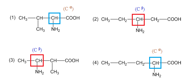 Các Tác Dụng Của Alpha Amino Axit